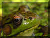 bullfrog.jpg (51780 bytes)
