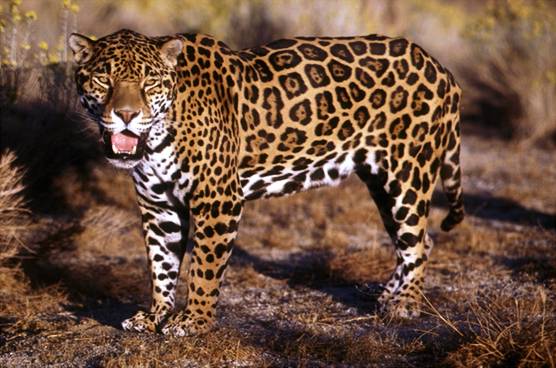 Jaguar Animal Cub. range of animals by night,